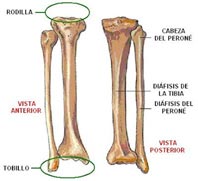 diafisisdetibia