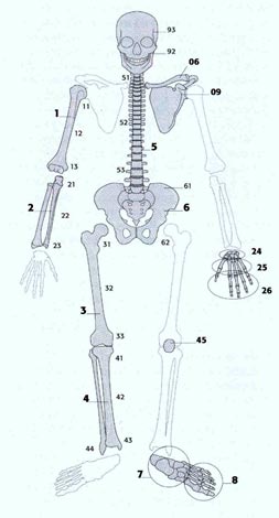 diafisisdetibia2